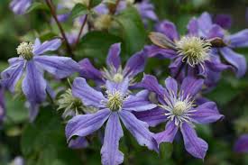 Arabella is my favorite clematis of the 50 clematis varieties in my zone 4 garden. Clematis Integrifolia Arabella And Other Roses You Can Buy At The Online Shop Of Rosen Direct De