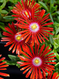 Image result for Delosperma mahonii