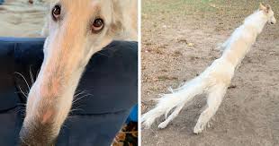 Internet Adores This Very Long Dog With Even Longer 12 2 Inch Snout 30 Pics In 2020 Borzoi Wolfhound Puppy Images