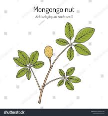 Image result for Schinziophyton rautanenii