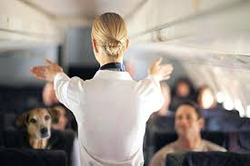 Visit our faqsto learn about rules and regulations pertaining to hawaii travel. How To Fly With A Large Dog Esa Doctors