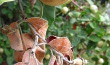 See full list on gardeningknowhow.com Erwinia Amylovora Erwiam Photos Eppo Global Database