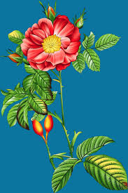 Pin By Saima On Flower Art In 2020 Digital Flowers Bright Paintings Botanical Flowers