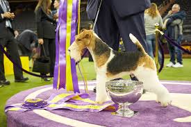 Westminster dog show 2021 tv schedule. Westminster Best In Show Winners 2008 To 2020 American Kennel Club