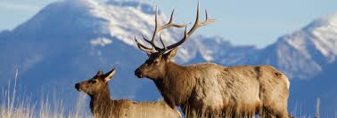 *you must draw a whitetail tag before you can apply for a mule deer stamp Applying For A Non Resident Elk License Montana Fay Ranches