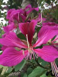 Image result for Bauhinia purpurea