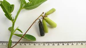 Image result for Stipularia