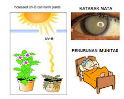 Walaupun kebutuhan penggunaan ac dan lemari es masih dalam peringkat kedua. Http Elisabethaprianisihotang Blogspot Com 2017 03 Pengaruh Penggunaan Chlorofluorocarbons Html