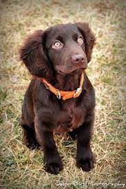 Review how much boykin spaniel puppies for sale sell for below. 25 Boykin Spaniel Ideas Boykin Spaniel Spaniel Dogs