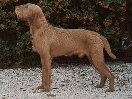 These are performed on the base of. Wirehaired Vizsla Wikiwand