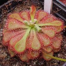 Image result for Drosera natalensis