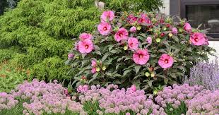 Image result for Hibiscus meyeri