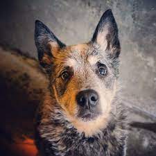 Adoptable Bellevue Wa Blueheeler Mix 10 Year Old Spunky Adventurous Seattle Humane Society Losing A Dog Dog Adoption Find Pets