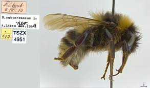 Image result for Bombus subterraneus