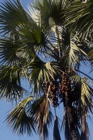 Image result for Hyphaene coriacea