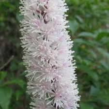 Buy crassula succulent for your garden! Bugbane Actaea Simplex Hillside Black Beauty Garden Org
