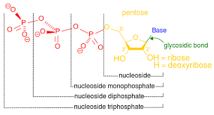 The hydrogen bonds between the base pairs form the double helical structure of dna. What Are The Three Parts Of A Nucleotide Albert Io