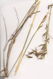 Image result for Aristida stenostachya