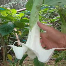 Image result for Gnidia burchellii