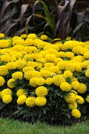 Image result for tagetes)
