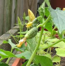 Image result for thrips damage on cucumber