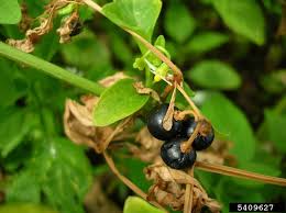 Image result for Solanum americanum