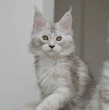 Pure Ice Maine Coons Home Facebook