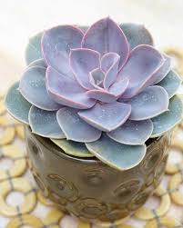 Image result for Mehikasvi