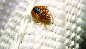 I am licensed by the state of ohio to apply pesticides and rodenticides. Here S Why Indy S Back On Worst Bedbug Infestation List