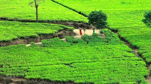Beautiful tea garden rows scene isolated with blue sky and cloud, design concept for the tea product background, copy space, aerial view beautiful tea garden. Beautiful Sri Lanka Tea Garden Stock Footage Video 100 Royalty Free 2901523 Shutterstock