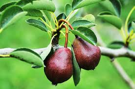 Maybe you would like to learn more about one of these? Pear Tree Varieties Top 21 Types Of Pear Trees