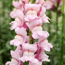 Image result for Antirrhinum majus