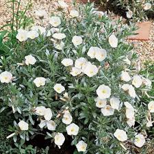 Image result for Convolvulus aschersonii