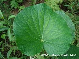 Image result for Piper umbellatum