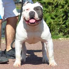 Breeding the best of the best is what manmade kennels works hard to do. Chiot Puppy Puppies American Bully Xl Xxl Bully Pitbull France Belgique Elevage Lion Pride Bully Europe Bluenos American Bully Bully Pitbull American Bully Xxl