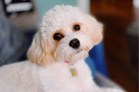 06.02.2014 · thinking outside the box: What Were Poodles Bred For Poodle Profile Aspca Pet Health Insurance
