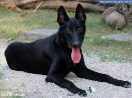 Allevamento black malinois e bicolor , l'unico in europa Pin By Alexa Anderson On Belgian Malinois Dogs Belgian Malinois Puppies Belgian Malinois Belgian Malinois Dog