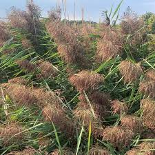 Image result for Phragmites