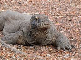 Pin On Komodo National Park Travel