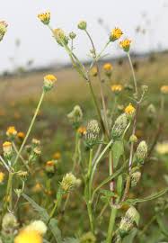 Image result for Bidens pilosa