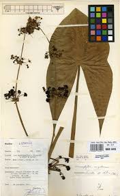 Image result for Limnophyton angolense