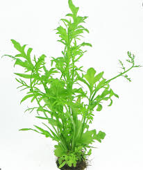 Image result for Ceratopteris