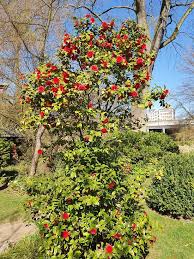 Karoline vechi hochzeitsshooting im japanischen garten koln evnin weddings from content1.getnarrativeapp.com. Japanischer Garten Leverkusen Aktuelle 2021 Lohnt Es Sich Mit Fotos