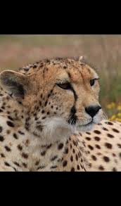 If you're in search of the best cheetah wallpaper hd, you've come to the right place. Cheetah Wallpaper Hd Wallpapers Of Cheetah Amazon De Apps Fur Android