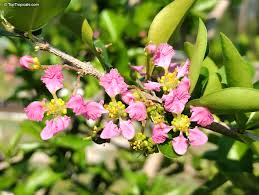 Image result for Malpighia