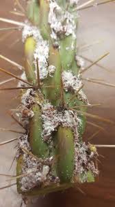 How long does it take for mealybugs to infest a cactus? What Is That White Stuff On My Cactus