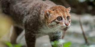 Menelusuri kabupaten kutai, provinsi kalimantan timur. Hampir Punah Sebaiknya Jangan Pelihara 5 Jenis Kucing Hutan Ini Merdeka Com