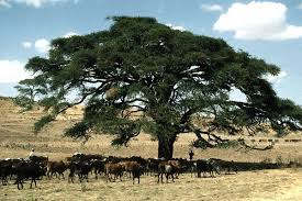 Image result for Faidherbia albida