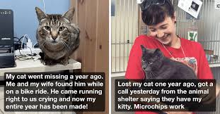 You no doubt want to help, but it's not always clear what kind of help a strange cat needs. 26 Wholesome Stories Of Lost Cats Reuniting With Owners After Missing For Years