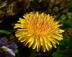 Taraxacum Officinale Dugdhapheni Ayurwiki